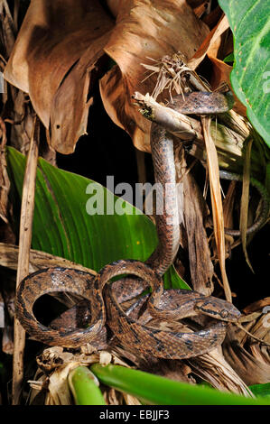 Sri Lanka Katze Schlange (Boiga Ceylonensis), kriechen durch Dickicht, Sri Lanka, Sinharaja Forest National Park Stockfoto