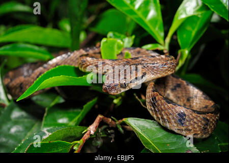 Sri Lanka Katze Schlange (Boiga Ceylonensis), kriechen durch Dickicht, Sri Lanka, Sinharaja Forest National Park Stockfoto