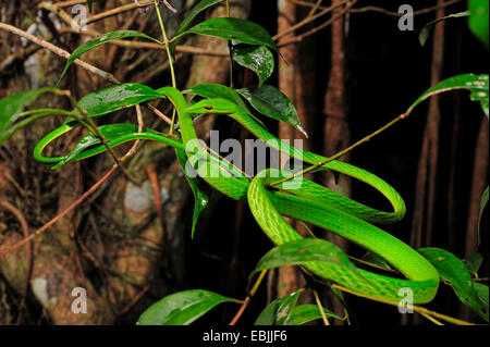 Longnose Whipsnake, grüne Ranke Schlange (Ahaetulla Nasuta), kroch in einen Busch, Sri Lanka, Sinharaja Forest National Park Stockfoto