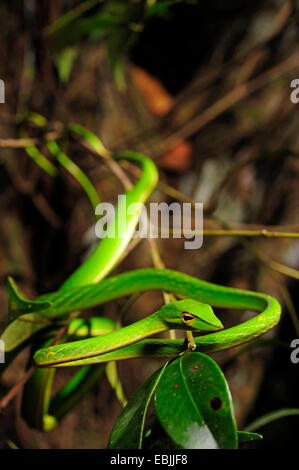 Longnose Whipsnake, grüne Ranke Schlange (Ahaetulla Nasuta), kroch in einen Busch, Sri Lanka, Sinharaja Forest National Park Stockfoto