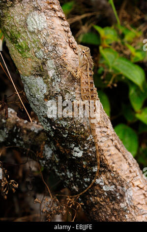 gemeinsamen Blutsauger, indische Variable Eidechse, Chamäleon Variable Agama (Calotes versicolor), sitzt auf einem Baum Stamm, Sri Lanka, Sinharaja Forest National Park Stockfoto