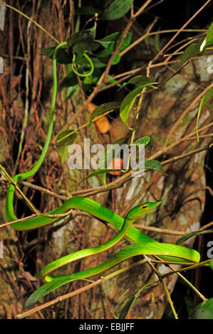 Longnose Whipsnake, grüne Ranke Schlange (Ahaetulla Nasuta), kroch in einen Busch, Sri Lanka, Sinharaja Forest National Park Stockfoto