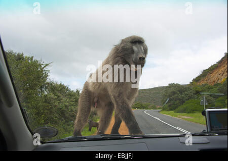 Chacma Pavian, Anubius Pavian, Oliven Pavian (Papio Ursinus, Papio Cynocephalus Ursinus), stehen auf der Motorhaube eines PKW am Straßenrand in der Windschutzscheibe, Südafrika, Western Cape Stockfoto