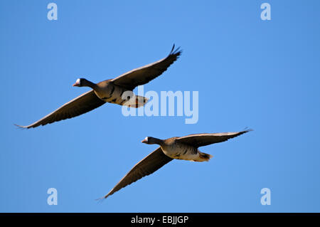 weiß – Anser Gans (Anser Albifrons), koppeln fliegen, Deutschland, Nordrhein-Westfalen Stockfoto