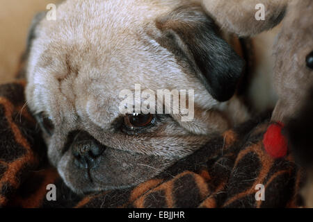 Mops (Canis Lupus F. Familiaris), Portrait eines alten Hund auf einer Decke Stockfoto