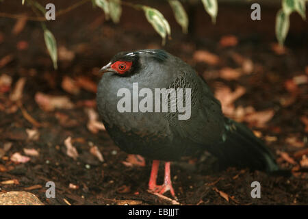 Siamesische Fireback Fasan (Lophura Diardi, Diardigallus Diardi), vermännlichte weiblich Stockfoto