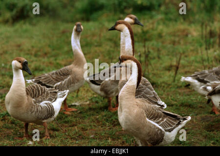 Chinesische Gans (Anser Cygnoides F. Domestica), einige Gänse auf einer Wiese Stockfoto