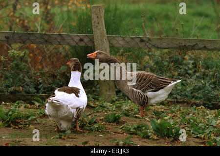 heimischen Gänse (Anser Anser F. Domestica), eine gefleckte und eine graue Pommersche Gans in einem Garten Stockfoto