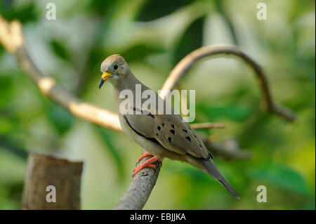 Quaken Boden Taube (Columbina Cruziana), auf einem Ast Stockfoto