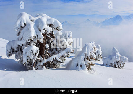 Norwegen Fichte (Picea Abies), schneebedeckte Nadelbäume am Niederhorn, Schweiz, Berner Oberland Stockfoto