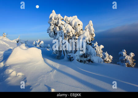 Norwegen Fichte (Picea Abies), schneebedeckte Nadelbäume am Niederhorn abends bei Vollmond, Schweiz, Berner Oberland Stockfoto