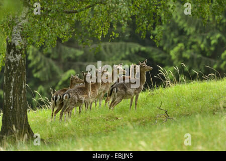 Damhirsch (Dama Dama, Cervus Dama), Herde von Frauen auf einer Wiese, Deutschland Stockfoto