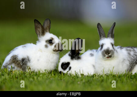 Hauskaninchen (Oryctolagus Cuniculus F. Domestica), drei schwarzen und weißen Hasen auf einer Wiese Stockfoto