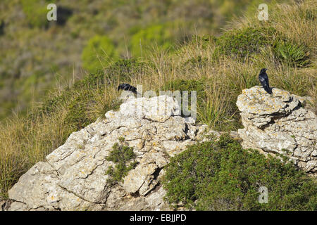 Zwei Raben (Corvus Corax) thront auf Felsen in der Landschaft, Mallorca, Spanien Stockfoto