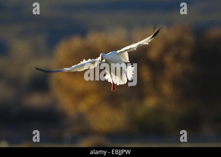 Schneegans (Anser Caerulescens Atlanticus, Chen Caerulescens Atlanticus), Landung, USA, New Mexico, Bosque del Apache Wildlife Refuge Stockfoto