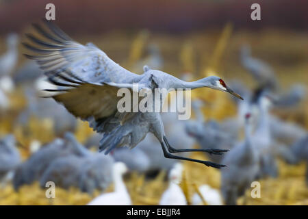 Sandhill Kran (Grus Canadensis), Landung, USA, New Mexico, Bosque del Apache Wildlife Refuge Stockfoto