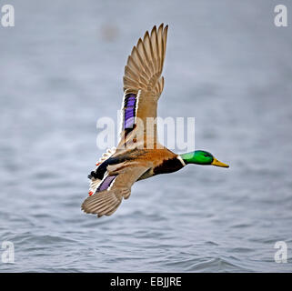 Stockente (Anas Platyrhynchos), Drake, fliegen, Deutschland Stockfoto