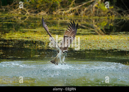 Fischadler, Fisch Hawk (Pandion Haliaetus), Nahrungssuche in den Auen der Rheinaue, Deutschland, Baden-Württemberg Stockfoto