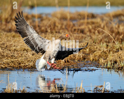 Graugans (Anser Anser), Landung im Wasser der Ahse Wiesen, Deutschland, Nordrhein-Westfalen, Münsterland Stockfoto