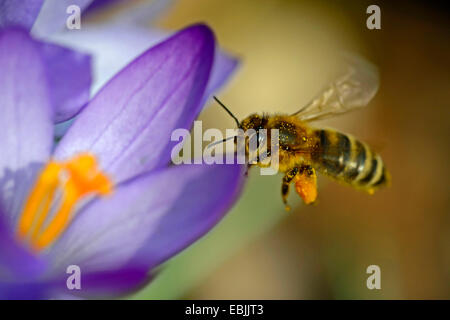 Frühe Krokusse (Crocus Tommasinianus), mit Honigbiene, Deutschland Stockfoto