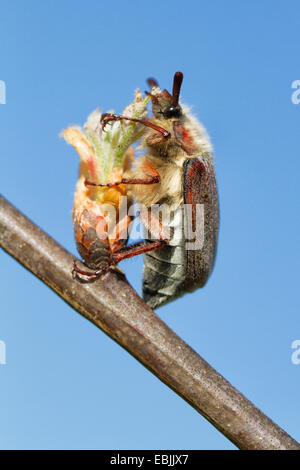 gemeinsamen Maikäfer, Maikäfer (Melolontha Melolontha), Fütterung auf eine Knospe, Deutschland, Hessen Stockfoto