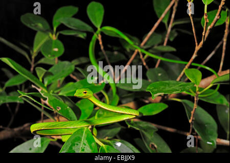 Longnose Whipsnake, grüne Ranke Schlange (Ahaetulla Nasuta), kroch in einen Busch, Sri Lanka, Sinharaja Forest National Park Stockfoto