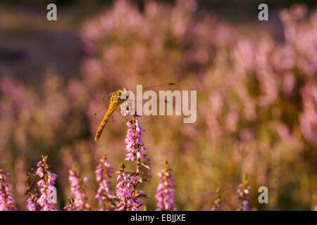 Libelle ruht auf Heide im Abendlicht Stockfoto