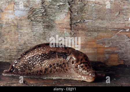 Riesen Gardenslug, europäischen Riesen Gardenslug, große graue Schnecke, entdeckt Garten Slug (Limax Maximus), auf totes Holz Stockfoto