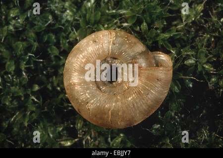abgerundete Schnecke, rundliche Scheibe Schnecke, strahlte Schnecke (Discus Rotundatus, Goniodiscus Rotundatus), Blick auf die Shell von unten Stockfoto
