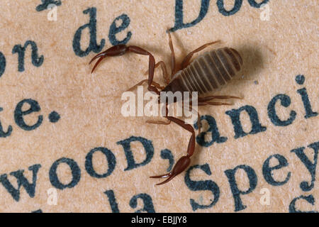 Haus Höhlenpseudoskorpion (Chelifer Cancroides), auf einer Buchseite Stockfoto