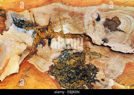 Maple-leaved Flugzeug, Ahornblättrige Platane, London Planetree (Platanus Hispanica, Platanus Hybrida, Platanus X hybrida Platanus Acerifolia), europäische Flugzeug, Querschnitt durch den Stamm von einem sehr alten Baum, Deutschland Stockfoto