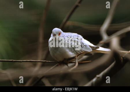 Diamond Dove (Geopelia Cuneata), unter Zweigen sitzen Stockfoto