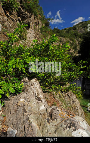Erhards Mauereidechse (Podarcis Erhardii Riveti, Podarcis Erhardi, Lacerta Erhardi), weibliche Sonnenbaden auf einem Felsen, Griechenland, Mazedonien, Olymp Stockfoto