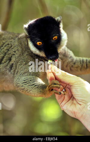 schwarzen Lemur (Eulemur Macaco Macaco, Lemur Macaco Macaco), ist gefüttert, Madagaskar, Nosy Tanikely Naturpark Stockfoto