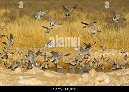 Ring-necked Taube, Kap Turteltaube, Half-Collared Taube (Streptopelia Capicola), trinken am Wasserloch, Süd Afrika, Nördliches Kap, Kgalagadi Transfrontier National Park Stockfoto