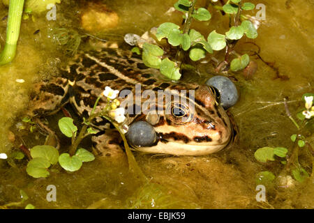 Grasfrosch, Grasfrosch (Rana Temporaria), quaken, Deutschland Stockfoto