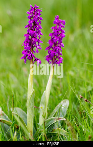 frühe lila Orchidee (Orchis Mascula), blühen, Deutschland, Rheinland-Pfalz Stockfoto