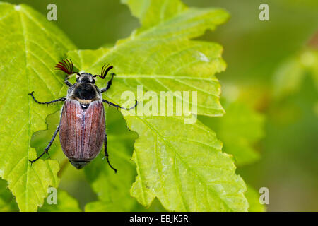 gemeinsamen Maikäfer, Maikäfer (Melolontha Melolontha), Fütterung auf einem Blatt, Deutschland, Bayern Stockfoto