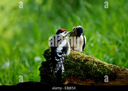 Buntspecht (Picoides major, Dendrocopos großen), Erwachsener Fütterung Quietsche, Deutschland Stockfoto