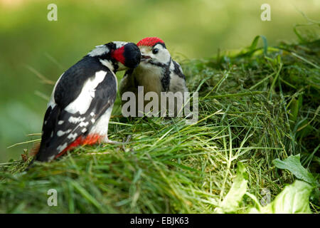 Buntspecht (Picoides major, Dendrocopos großen), Erwachsener Fütterung Quietsche, Deutschland Stockfoto