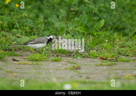 Trauerschnäpper Bachstelze (Motacilla Alba), füttert seine Quietsche auf einem Weg, Deutschland Stockfoto