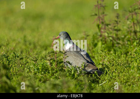 Ringeltaube (Columba Palumbus), sitzen auf dem Boden, Deutschland Stockfoto