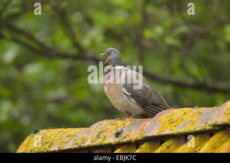 Ringeltaube (Columba Palumbus), sitzen auf dem Dach, Gähnen, Deutschland Stockfoto