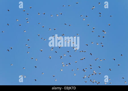 Ringeltaube (Columba Palumbus), strömen in einem klaren blauen Himmel, Deutschland, Schleswig-Holstein Stockfoto