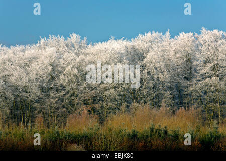 Stieleiche, pedunculate Eiche, Stieleiche (Quercus Robur), Rauhreif Landschaft mit Pedunculate Eiche, Deutschland, Schleswig-Holstein Stockfoto