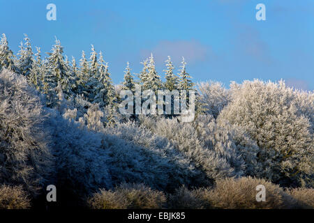 Norwegen Fichte (Picea Abies), Rauhreif Landschaft mit Fichte, Deutschland, Schleswig-Holstein Stockfoto
