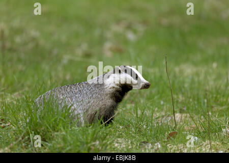 Alten Welt Dachs, eurasischer Dachs (Meles Meles), auf einer Wiese, Schweden Stockfoto