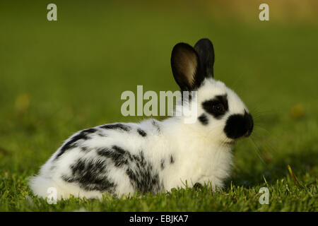 Hauskaninchen (Oryctolagus Cuniculus F. Domestica), schwarze und weiße Hase auf einer Wiese Stockfoto