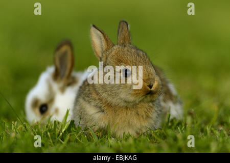 Hauskaninchen (Oryctolagus Cuniculus F. Domestica), weißer Hase mit braunen Bunny auf einer Wiese Stockfoto
