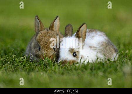 Hauskaninchen (Oryctolagus Cuniculus F. Domestica), weißer Hase mit braunen Bunny auf einer Wiese Stockfoto